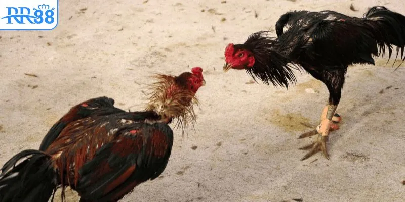 Đôi nét về sảnh đá gà trực tuyến